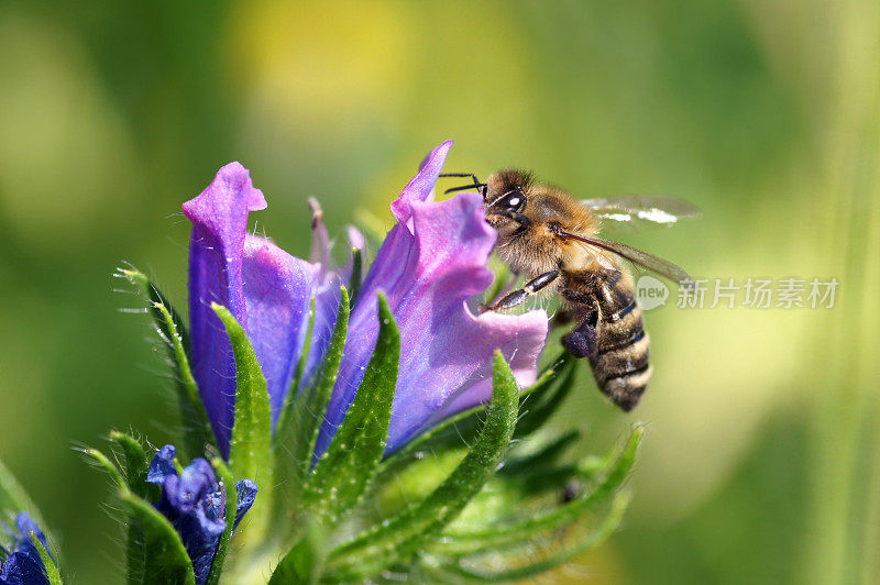 Bee on Echium庸俗的蜜蜂